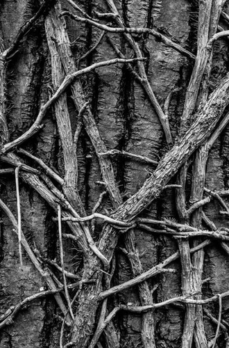 Tree hugs | Арт-принты  | Somodernart 