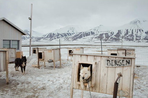 Dog yard in Svalbard | Арт-принты  | Somodernart 