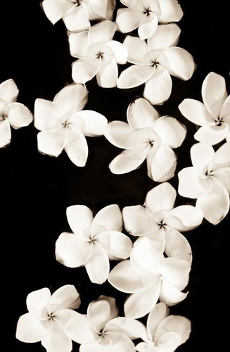 Ванильные цветы | Арт-принты  | Somodernart 