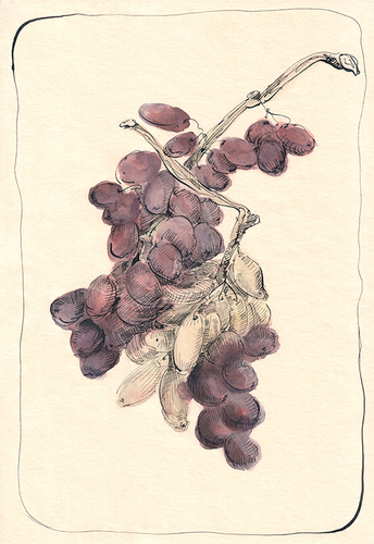                     Виноград                