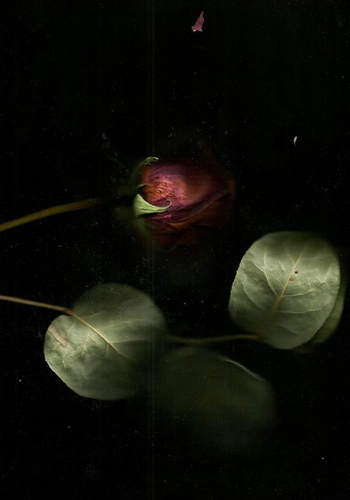 Роза пахнет розой | Арт-принты  | Somodernart 
