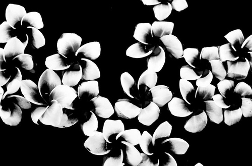 Черные цветы | Арт-принты  | Somodernart 