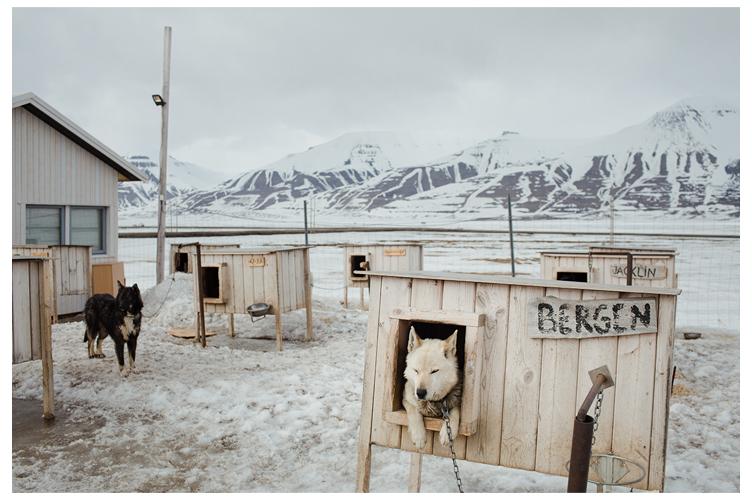 Dog yard in Svalbard